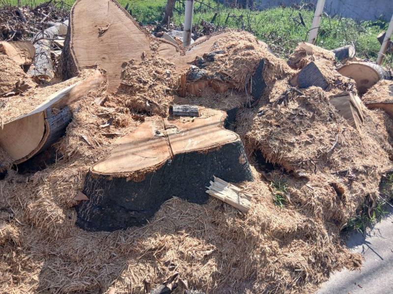 Árboles de madera de color y de muchos años de antiguedad fueron talados por la Municipalidad de San Pedro Sula en la colonia Jardines del Valle.