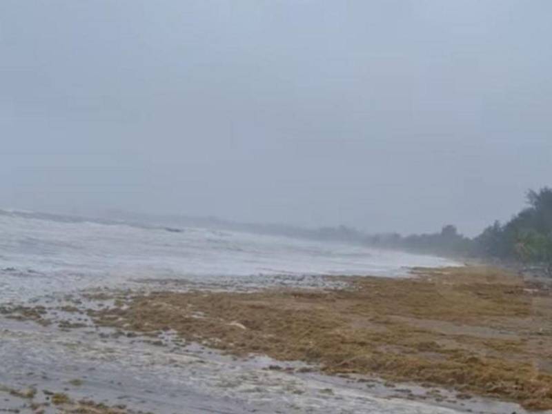 Grandes extensiones de alfombras de sargazo flota en la superficie del mar de la Bahía de Tela.