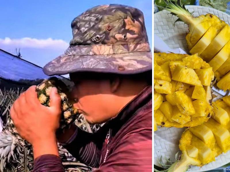 El tradicional “mamado de piña”, una forma natural de hidratación utilizada por trabajadores de las plantaciones, ahora forma parte de la experiencia turística en la cuenca del Cangrejal.