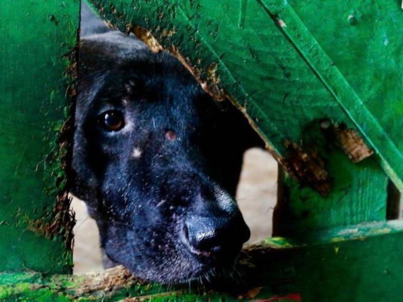 Con la mirada triste, este perrito espera que alguien lo vea, lo elija y le dé un lugar seguro. Amor y Abrigo alberga unos 600 perros en San Pedro Sula. El refugio enfrenta gastos de alimentación, cuidados y una constante llegada de animales.