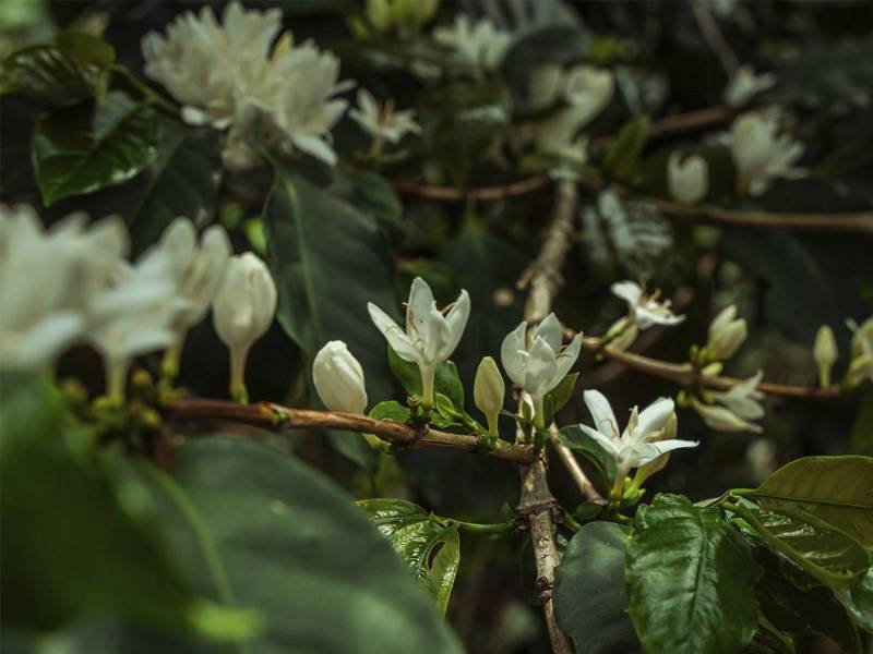 SYMA revoluciona la cosecha mecanizada, asegurando eficiencia y sostenibilidad en las fincas.