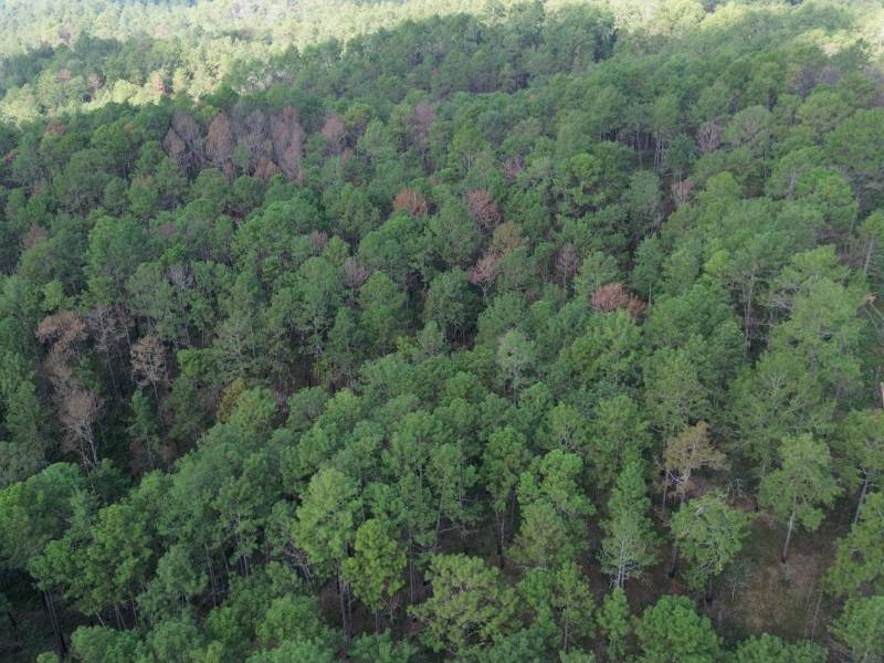 El patrimonio natural de Honduras debe vigilarse para evitar futuros brotes del gorgojo descortezador.