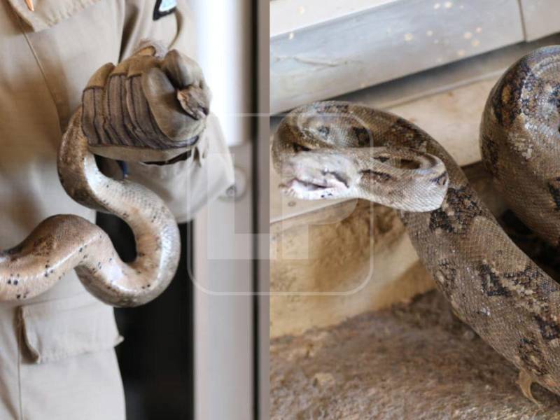 Serpiente boa encontrada el miércoles 29 de abril habría ingresado al país desde Estados Unidos. Actualmente, se encuentra bajo resguardo del Cuerpo de Bomberos de Honduras, luego de ser hallada dentro de un vehículo importado en la capital.