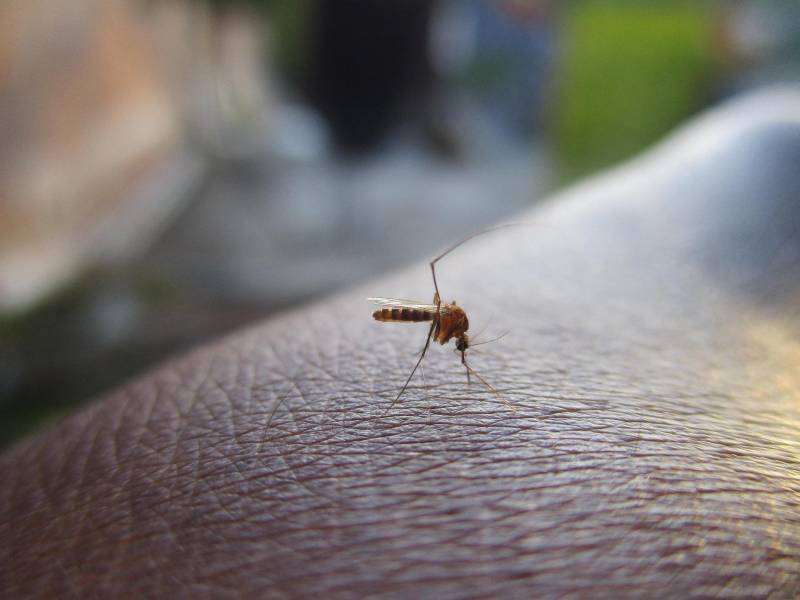 Ejemplar del zancudo Aedes aegypti, transmisor de la enfermedad.