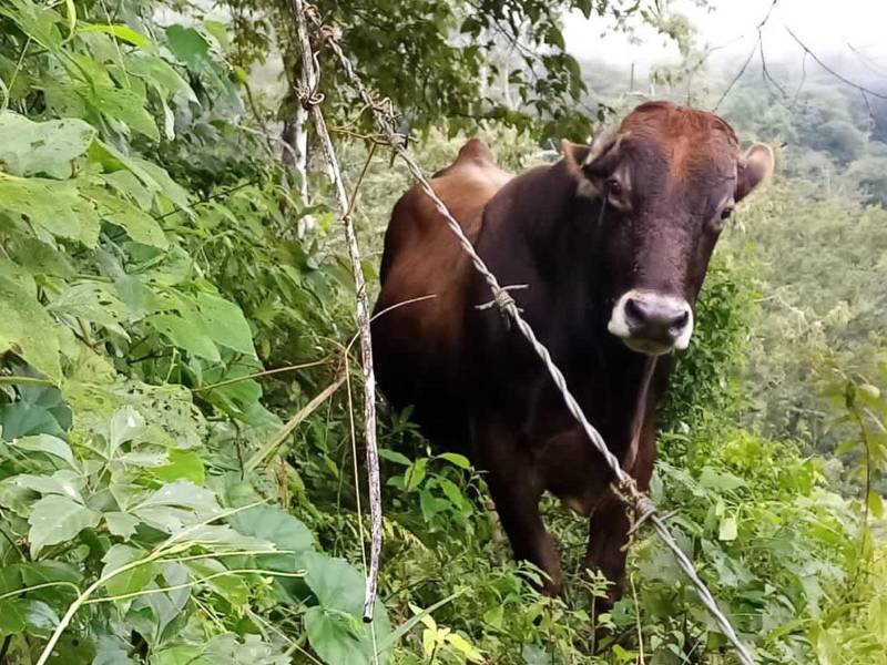 Ganaderos de Copán, en el occidente de Honduras, temen que el ganado esté infectado de rabia paralítica bovina.