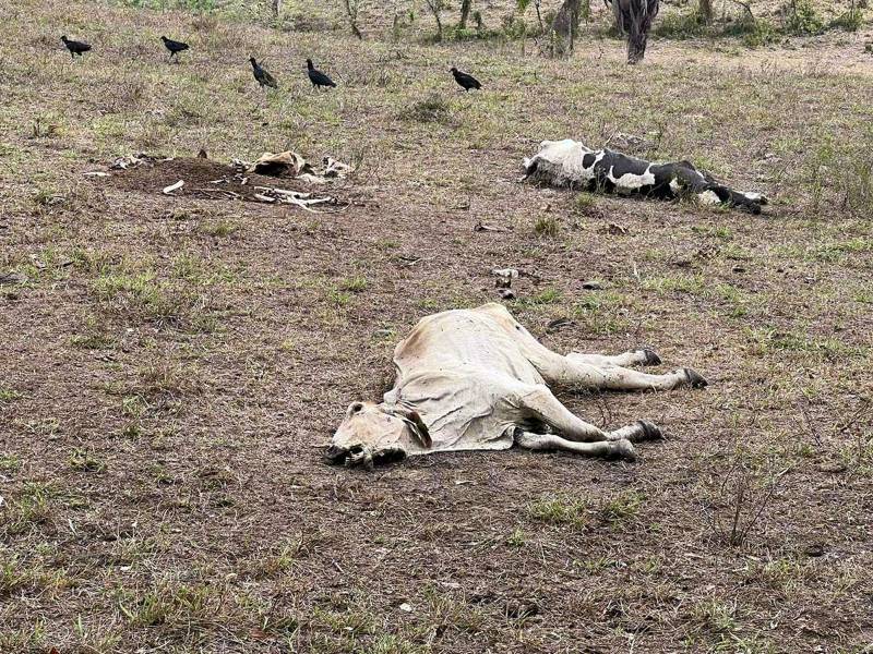 De no haber lluvias los productores temen que las fuentes de agua se sequen y no tengan para abastecerse.