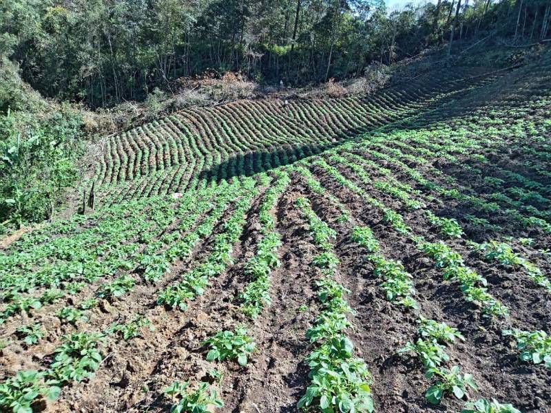 Plantación de papas en Manazapa, municipio de Intibucá, Intibucá.