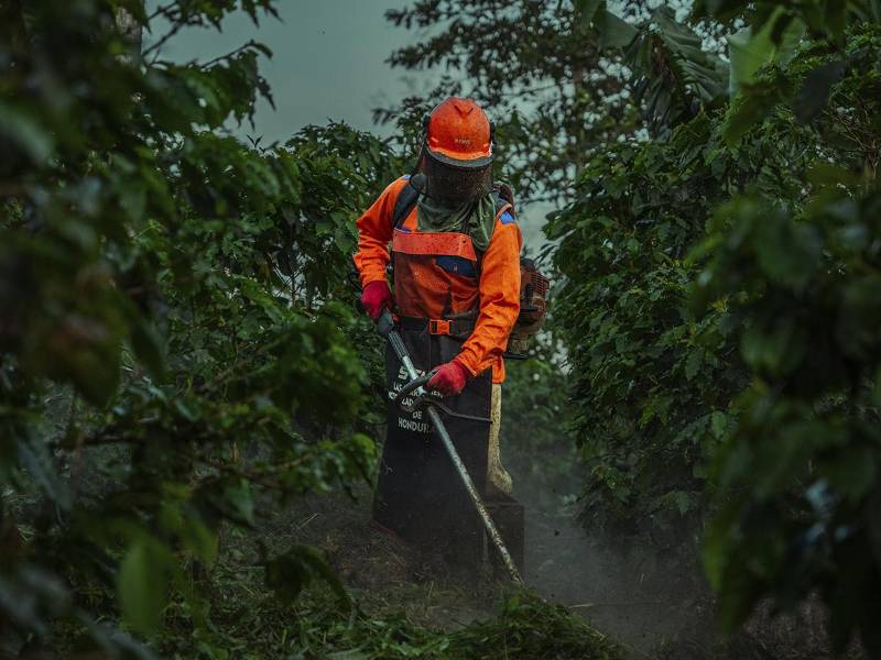La poda de resepa, bandola y otras técnicas avanzadas garantizan cultivos más productivos.