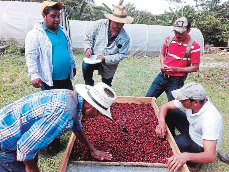 <b><span class=mln_uppercase_mln>Sector.</span></b> El café que comprará China será procesado y no procesado.<span class=mln_uppercase_mln> </span>