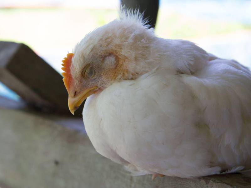 <b>1. ¿Qué es la gripe aviar? </b>La gripe aviar, o influenza aviar, es una enfermedad infecciosa causada por virus de influenza tipo A que afecta principalmente a las aves, tanto silvestres como domésticas. Algunas variantes, como H5N1, pueden ser altamente contagiosas y causar alta mortalidad en aves.