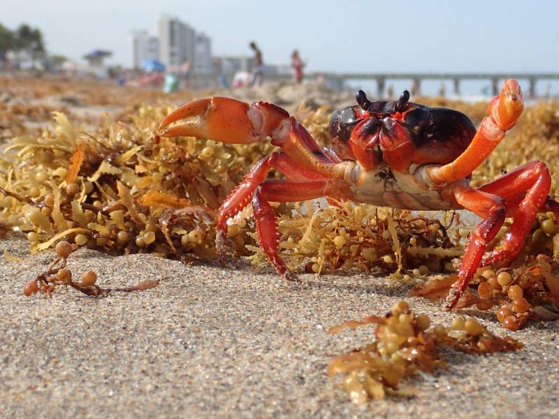 El Caribe occidental registró alrededor de 1.7 millones de toneladas métricas de sargazo en agosto, según la Universidad del Sur de Florida. Sus mantos sirven de alimento, refugio y zona de reproducción para peces, camarones, cangrejos y tortugas.