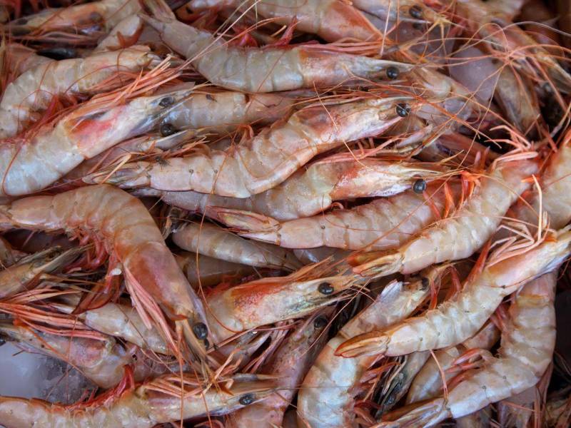 Gracias a esta certificación de calidad se incrementa la participación del camarón congelado hondureño en la región asiática.
