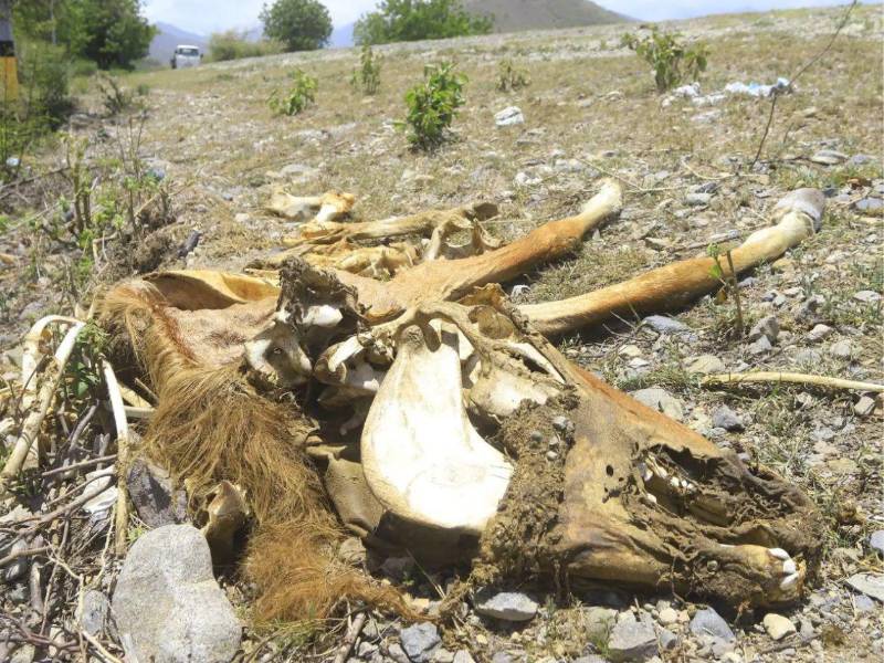 La sequía está causando mortandad entre los animales de granja como las reses en Yoro. La falta de pasto y los ríos secos aceleran la emergencia.