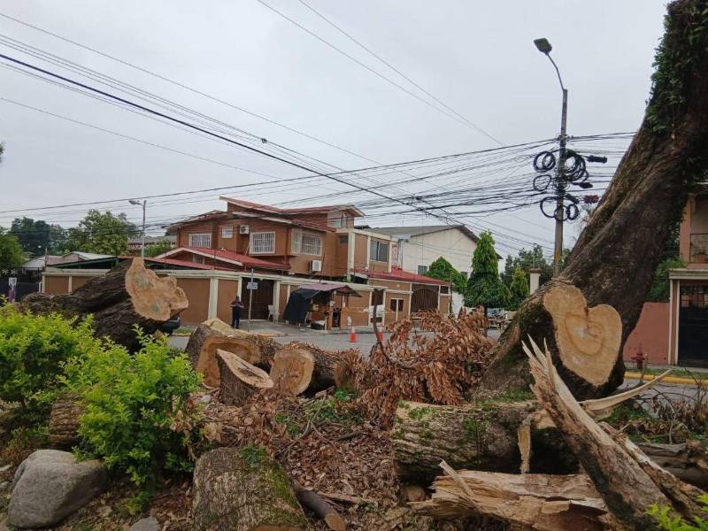 Desde hace varias semanas los habitantes de Jardines del Valle denunciaron que muchos árboles fueron talados sin que nadie pudiera hacer nada. Los empleados municipales se llevaron la madera de color.