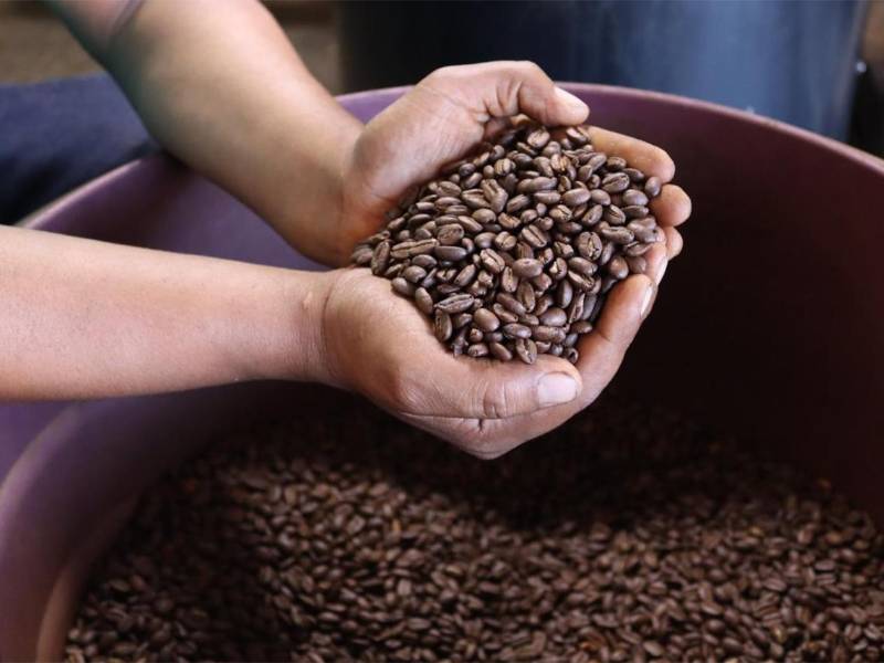 Pequeños productores de café en Olancho reciben plántulas, fertilizantes, kits de poda y secadoras solares, impulsando la renovación de fincas y la mejora en la calidad del grano hondureño.