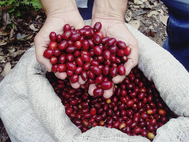 Cosecha de variedades arábicas como Catuaí y Bourbon en la Finca Seis Valles, destacando su compromiso con el cultivo sostenible del café.