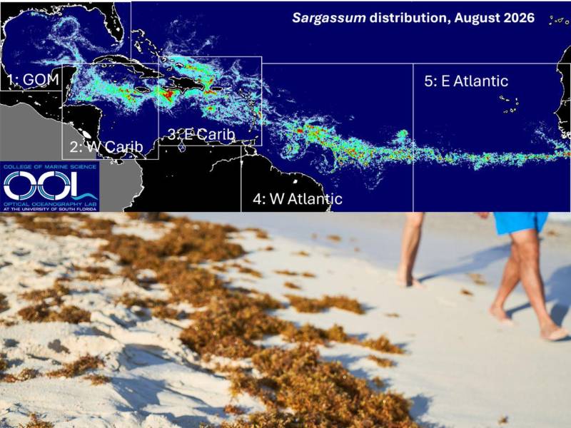 El mapa satelital de la Universidad del Sur de Florida muestra la distribución del sargazo en agosto de 2026, con concentraciones extendidas desde el Atlántico hasta el Caribe y el Golfo de México. La institución advierte que la imagen es regional y no permite predecir la cantidad que llegará a una playa específica.