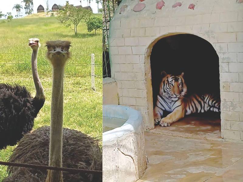 Aunque los animales se encuentran en buenas condiciones, la atención dejó mucho que desear.
