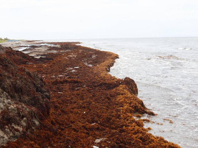Mientras continúan los trabajos de limpieza en las principales playas de Puerto Cortés, los sectores de El Faro, Travesía y Marejada mantienen una alta presencia y volumen de sargazo.