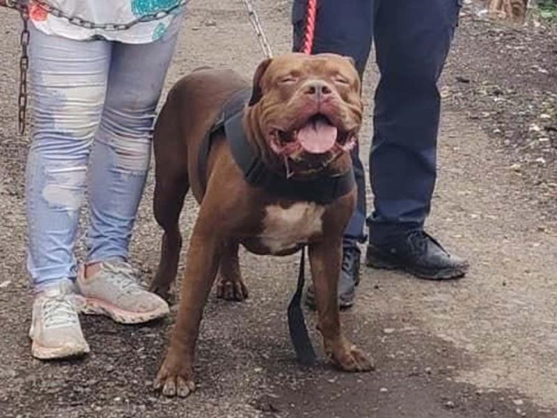 ¿Fue Zeus? Autopsia revela cómo murió don Alex Maldonado Bonilla