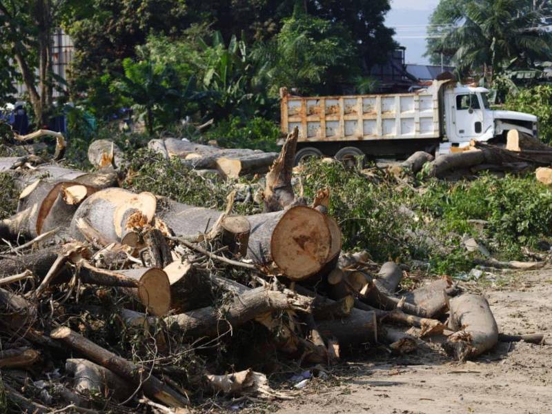 El fin de semana, los vecinos del sector de la Stybis y conductores que pasaban por la zona reportaron lo que estaba sucediendo en las cercanías del vado El Espartano recién habilitado. Decenas de árboles talados.