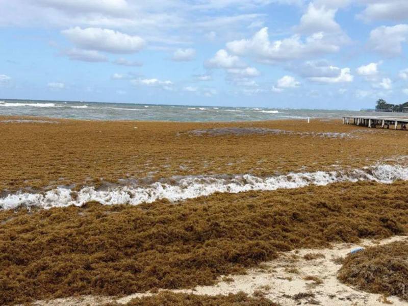 El sargazo llegó en grandes cantidades a Roatán. Expertos explican por qué ocurre y cómo afecta al turismo en la isla.