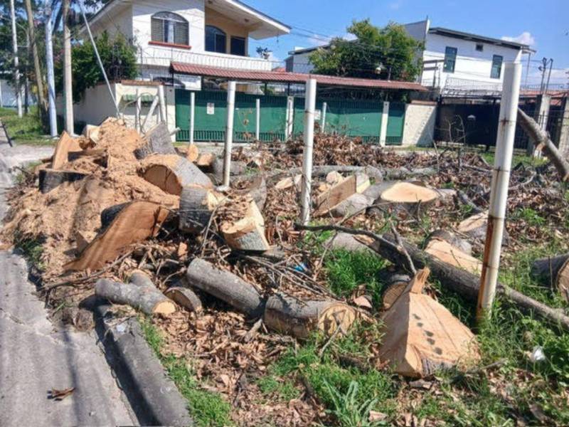 Pobladores de Jardines del Valle denunciaron que dentro de la calle y en una vía que recién abrieron derribando muros, también talaron árboles.
