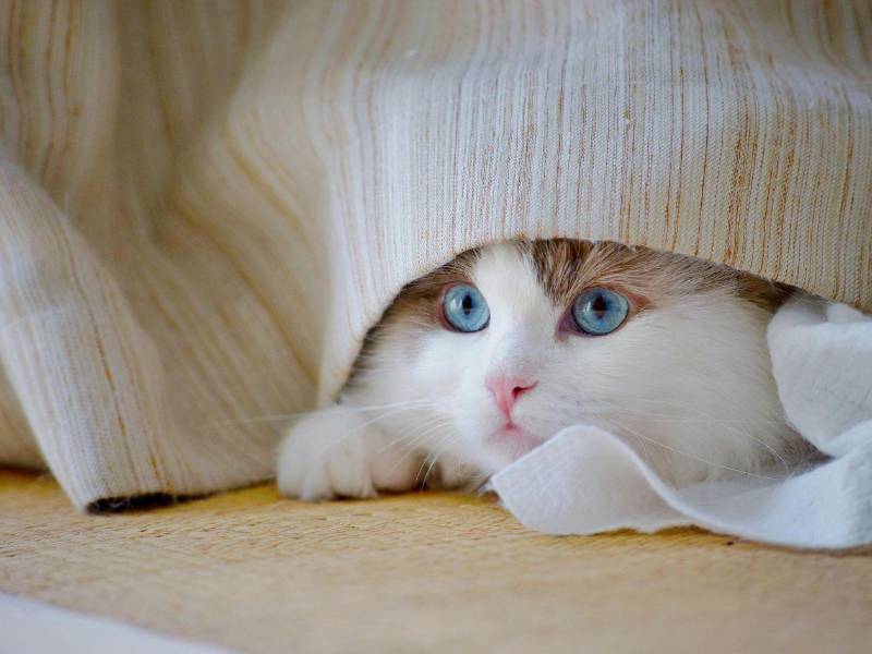 Un gato juguetón llena el hogar de energía, diversión y momentos inolvidables.