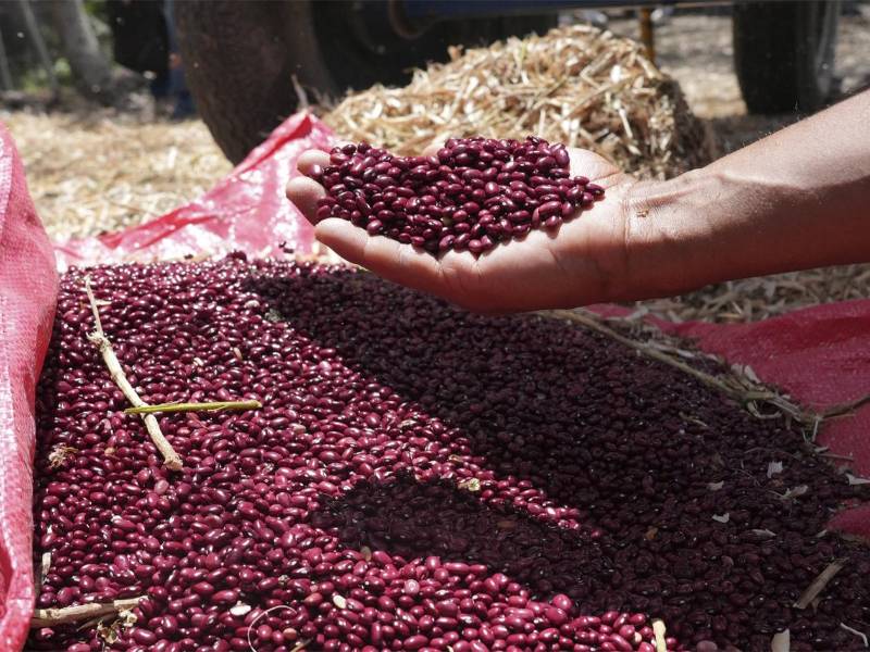Más de 650 mil productores impulsan el agro con entrega de bonos en Olancho