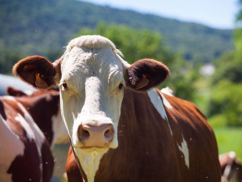 La presencia del gusano barrenador en animales fue confirmada en septiembre de 2024.