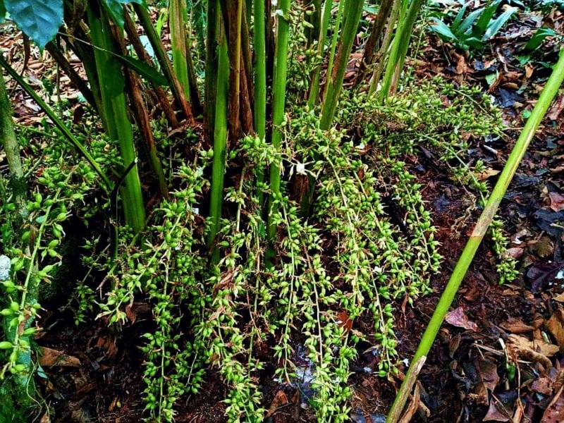 El cultivo de cardamomo puede ser una buena opción para agricultores hondureños.