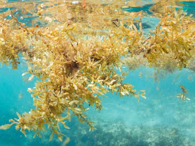 Los mapas no muestran cada arribazón (témino utilizado) de la macroalga minuto a minuto, pero algunos se actualizan diariamente y permiten anticipar el desplazamiento de grandes manchas de la macroalga.