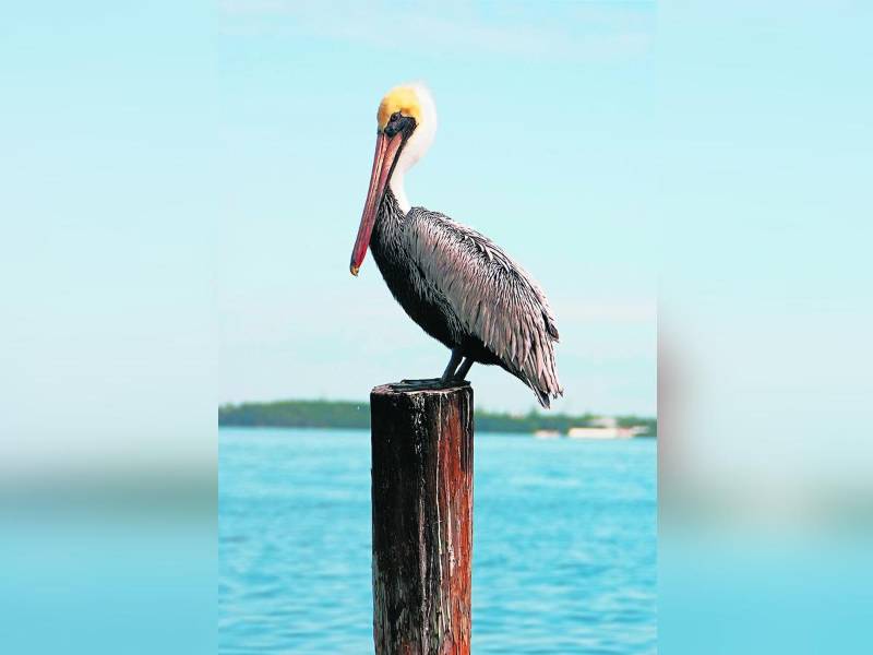 La enfermedad avanza silenciosa por el Caribe.