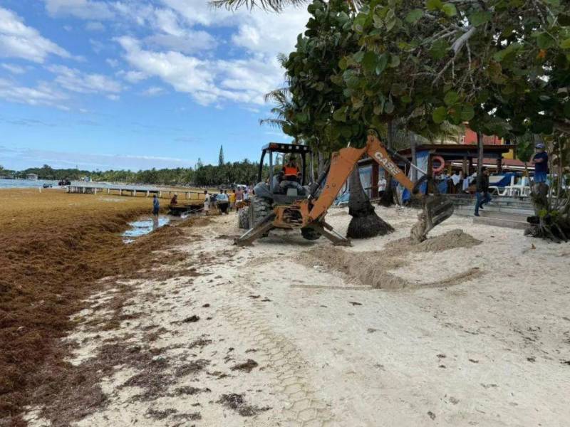 Personal de hoteles y autoridades locales realizan jornadas de limpieza para retirar el sargazo acumulado y reducir su impacto en las playas de Roatán.