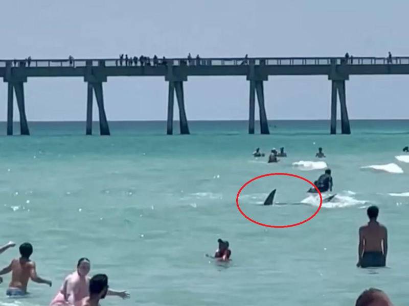 Los bañistas se asustaron al ver al tiburón en aguas poco profundas.