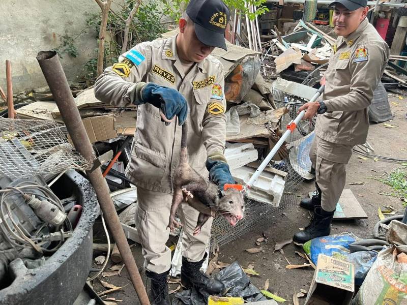 Aunque muchas personas los matan por miedo, los tacuacines son animales nocturnos, resistentes a la rabia y carroñeros que ayudan a controlar el ecosistema eliminando roedores e insectos. Pero en Honduras enfrentan amenazas como atropellamientos y persecución.