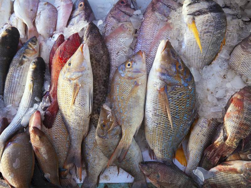 Durante el monitoreo, se recolectan datos clave como talla, peso y estado reproductivo de especies comerciales como pargo, mero, robalo, babosa y corvina.