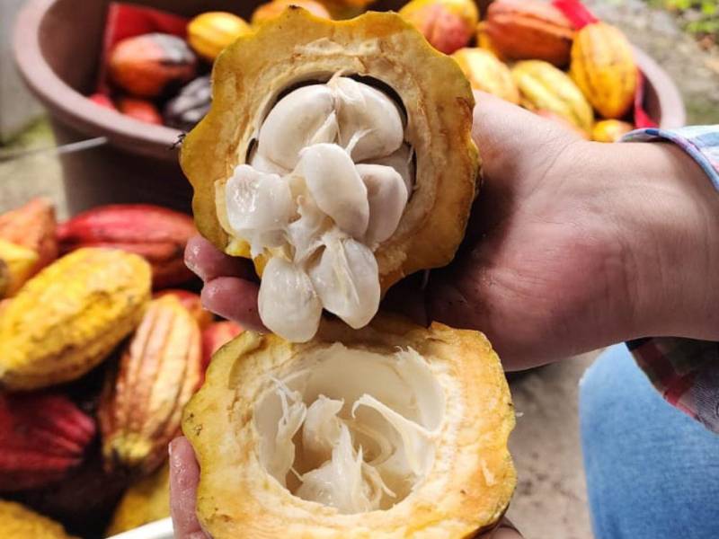 Debido a la falta de lluvias, las plantas de cacao experimentan estrés hídrico lo cual reduce la producción y modifica los azúcares del fruto.