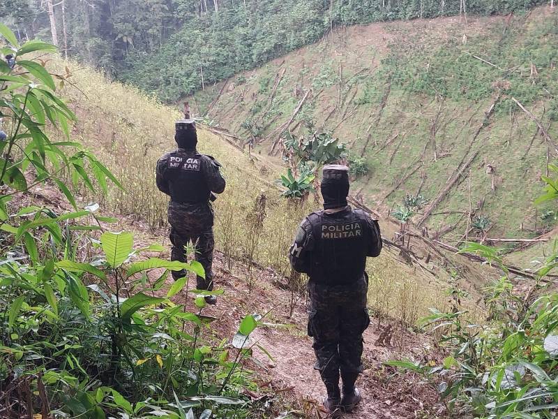 Agentes militares hondureños descubren una plantación de hoja de coca en el oriental departamento de Olancho.