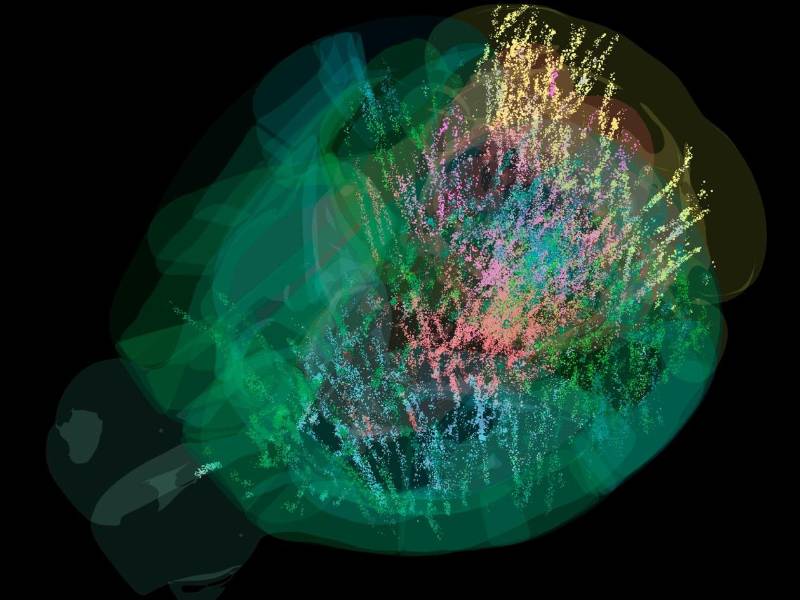 Mapa completo de la actividad neuronal, que evidencia que el cerebro actúa como un todo en la toma de decisiones y que las expectativas previas son importantes.