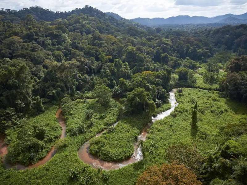 Bosques de Honduras podrían desaparecer en 21 años, advierte estudio de la ASJ.