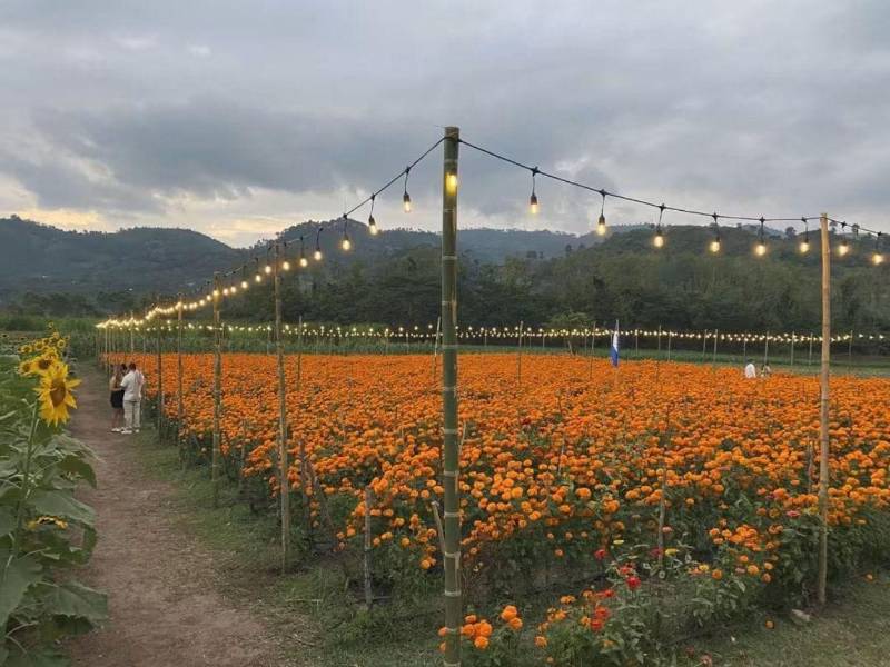 La flor de cempasúchil, nativa de México y Centroamérica, destaca por sus intensos tonos amarillos y naranjas, además de su aroma característico. Su floración forma parte de las tradiciones vinculadas con el Día de Todos los Santos.