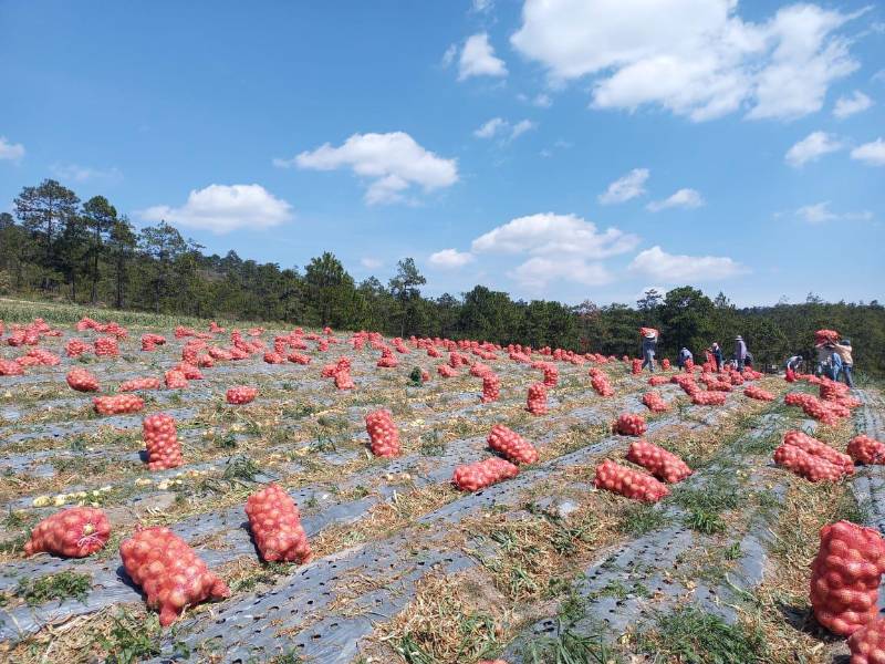 A cuatro lempiras venden la libra de cebolla los productores.
