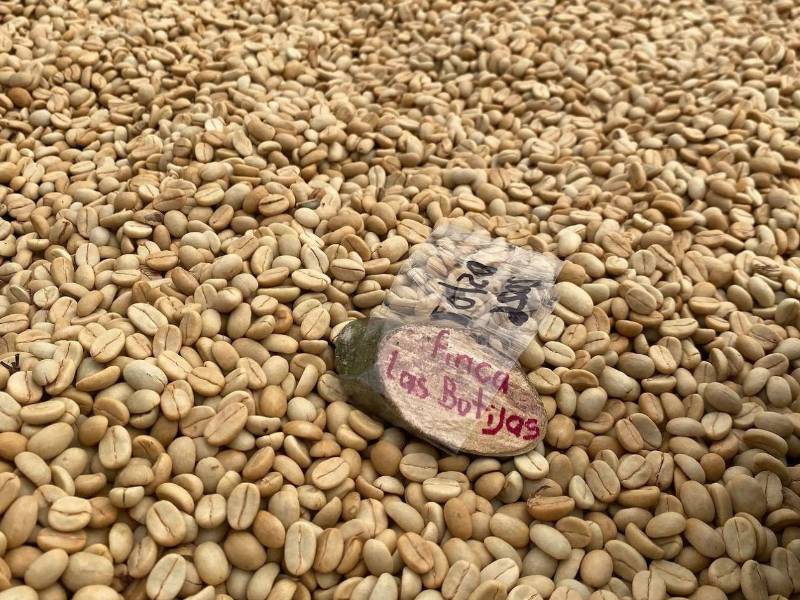 El café hondureño enfrenta el desafío de la sequia