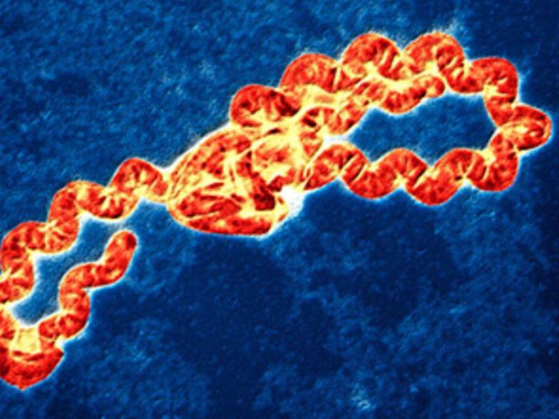 Salud reportó en 2023 unos 26 casos de leptospirosis.