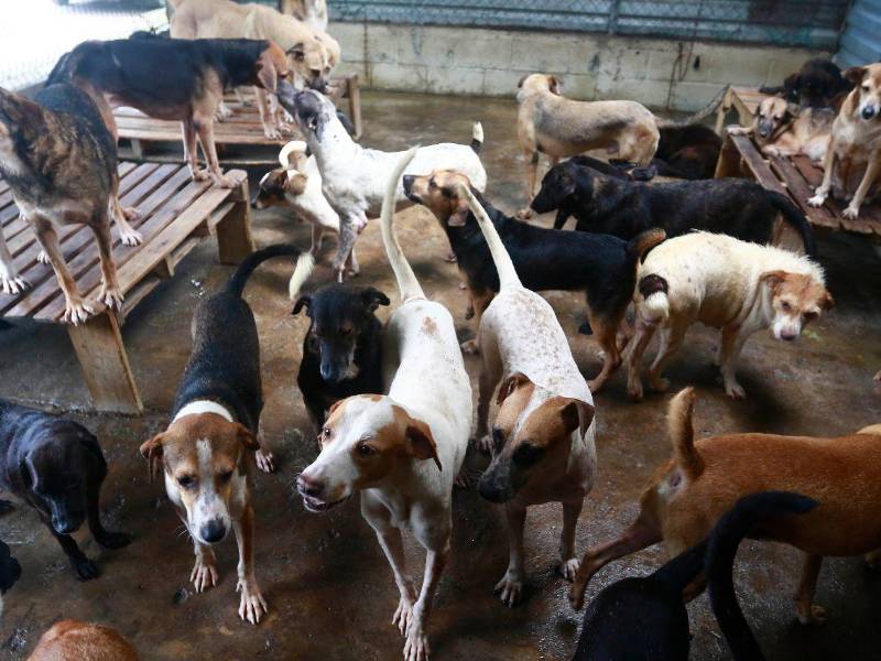 Muchos de estos perros esperan ser adoptados y encontrar un hogar donde puedan recibir el cuidado que necesitan. Solo 50 de ellos han encontrado familia durante 2025 a 2026.