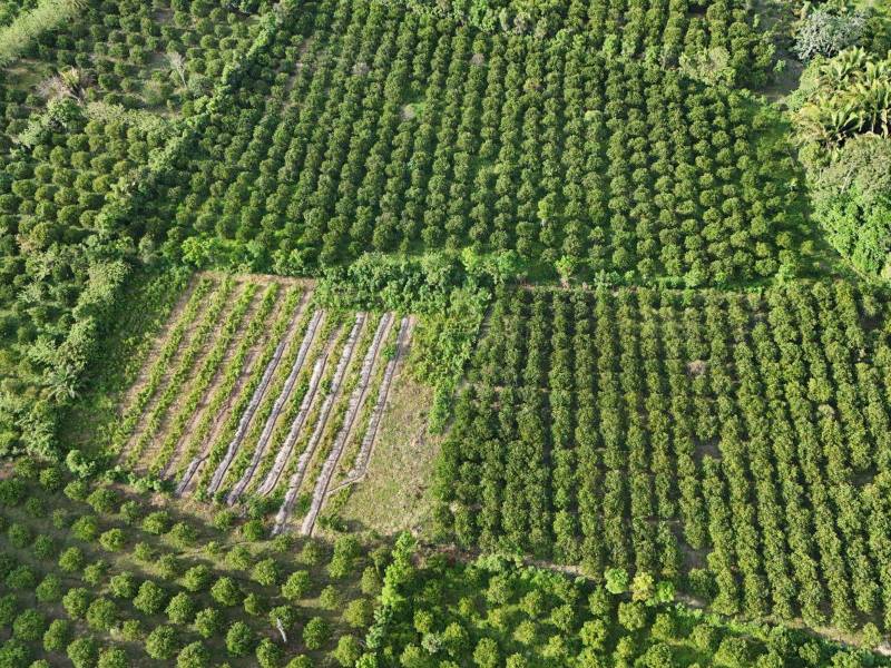 Plantación de naranja en Sonaguera, que será beneficiada con riego.