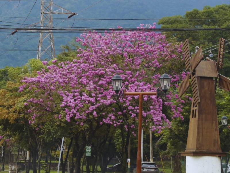 San Pedro Sula se engalana cada año con los vibrantes tonos rosas de los macuelizos, que llenan de color sus avenidas y parques.
