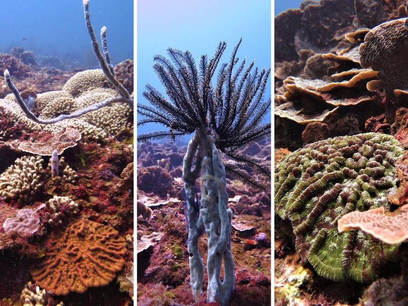 En el banco de corales, diferentes especies serán protegidas con temperatura, iluminación y sistemas especiales de filtración antes de ser fragmentados y reintroducidos en el océano. En las fotos, en su estado natural.