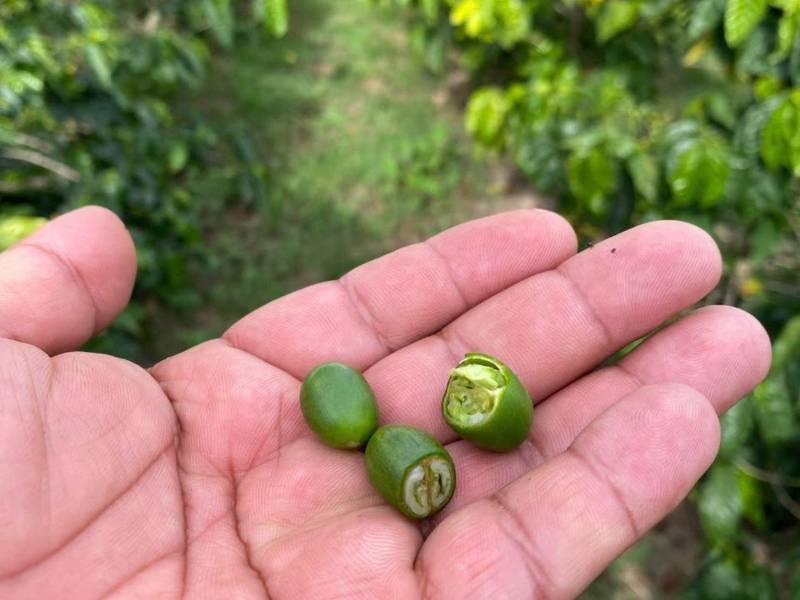 Fruto de café abierto en el que se observa un grano afectado por el estrés hídrico provocado por la falta de lluvias.